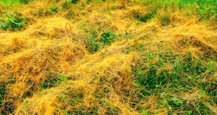 La cuscute, une plante invasive parasite qui se développent aux dépens de plantes hôtes
